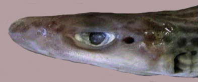 Galeus melastomus_comparación_02.jpg